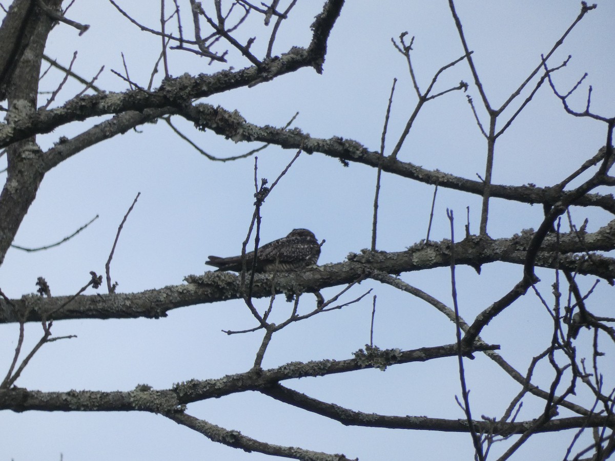 Common Nighthawk - ML341104321