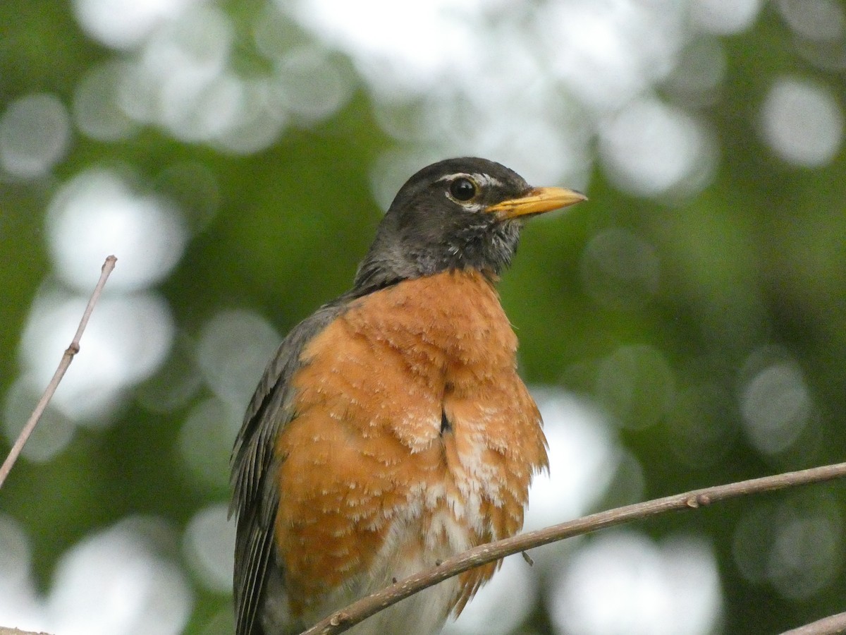 American Robin - ML341104331