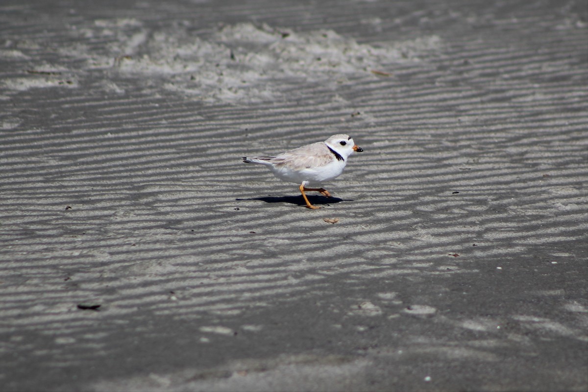 Piping Plover - ML341105231