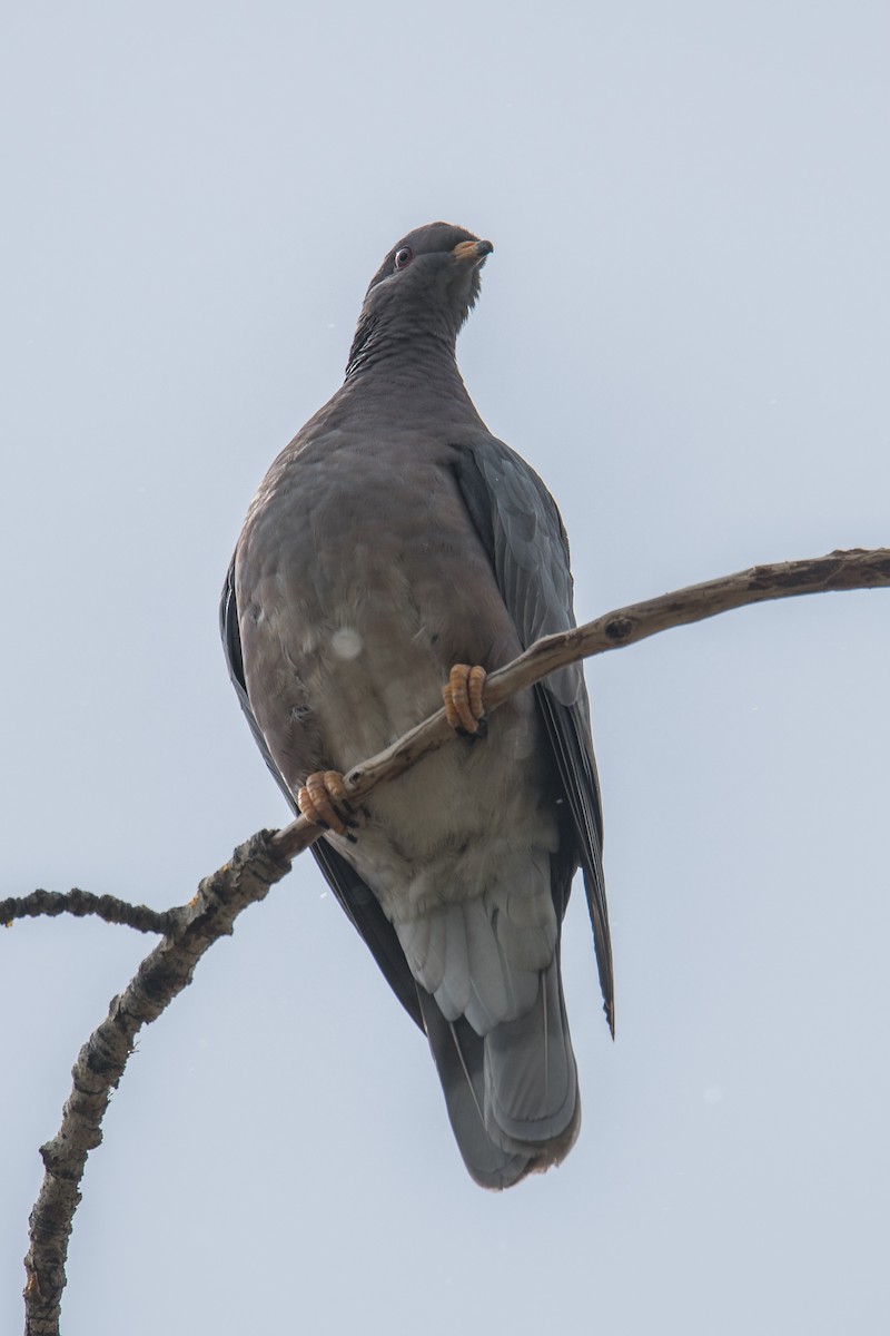 Band-tailed Pigeon - ML341105301