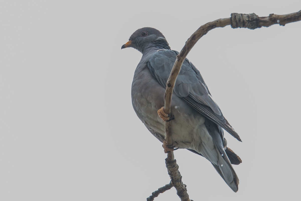 Band-tailed Pigeon - ML341105311