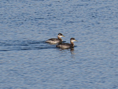 Red-necked Grebe - ML34110621