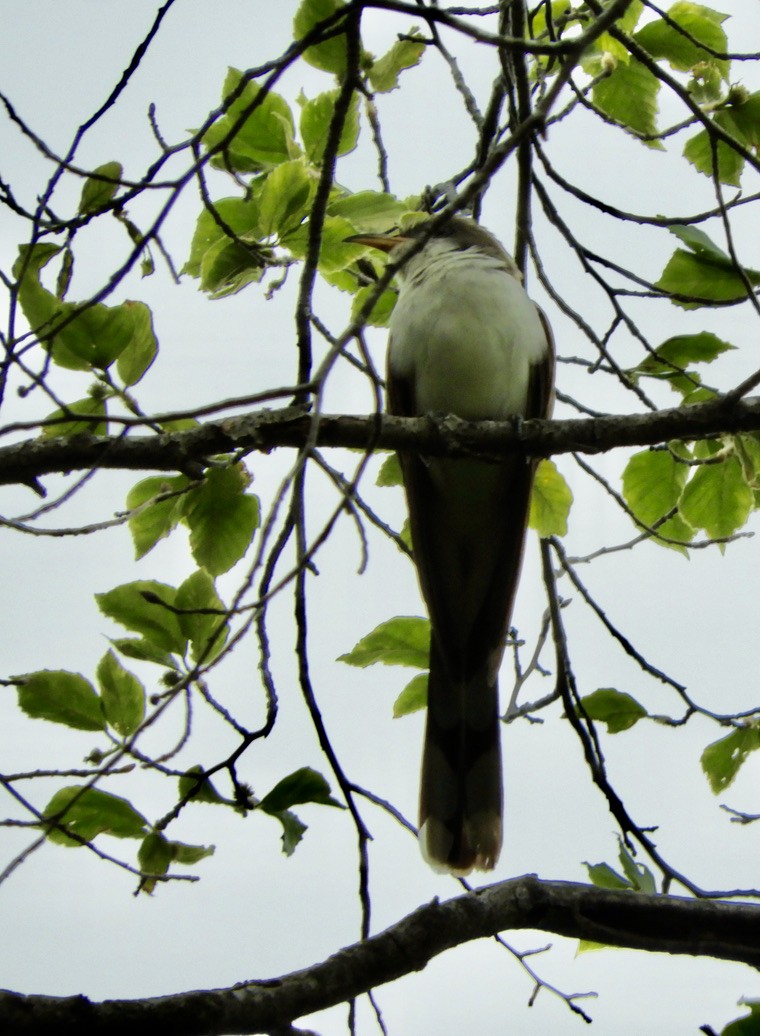 Yellow-billed Cuckoo - ML341106411