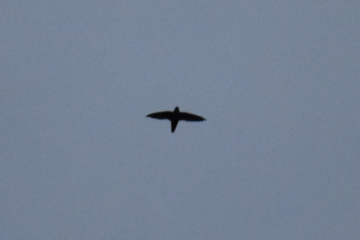 Chimney Swift - ML341106921