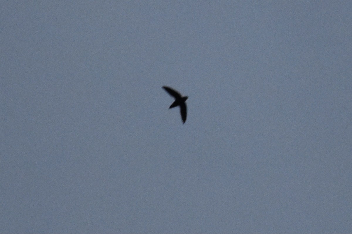 Chimney Swift - ML341106931