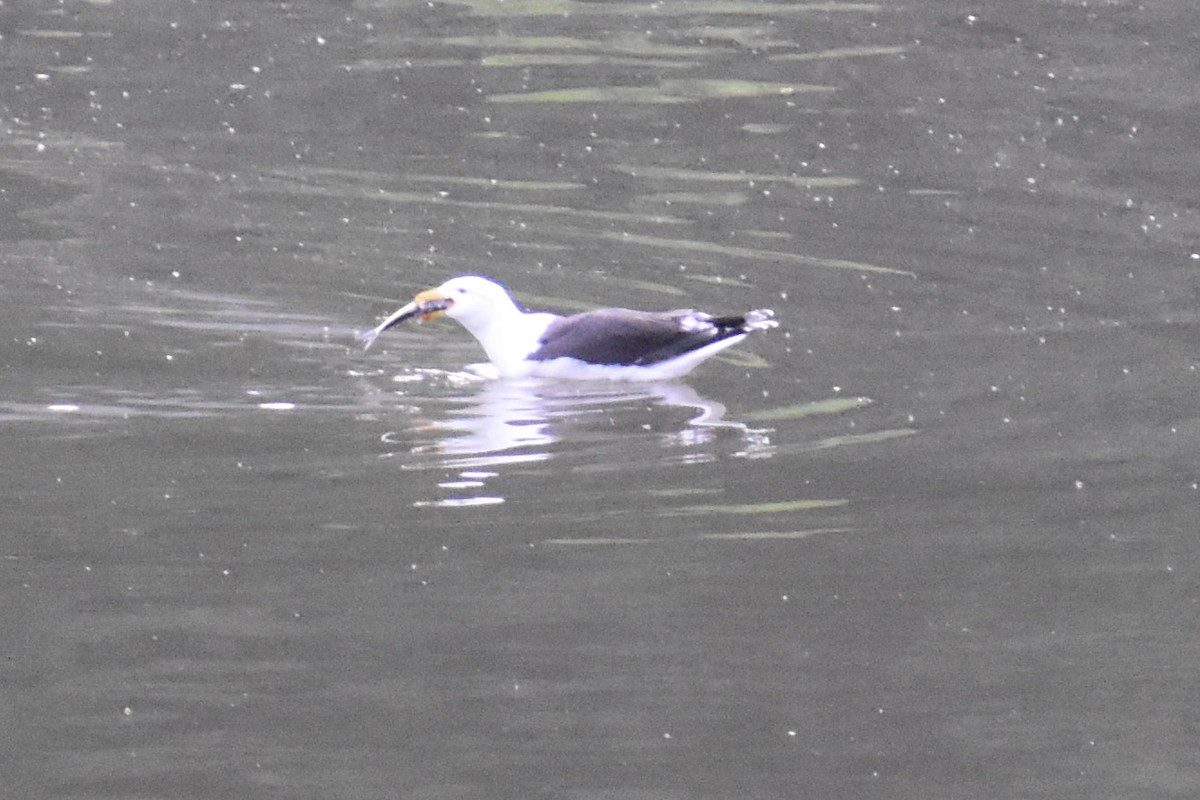 Great Black-backed Gull - ML341106941