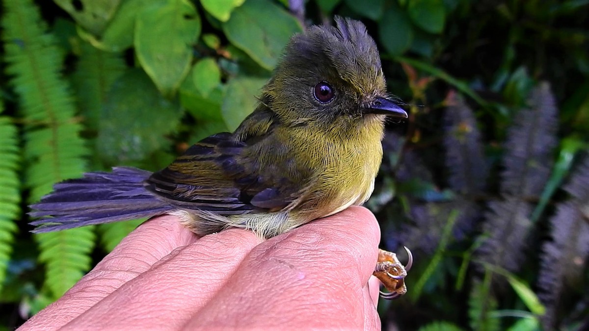 Bronze-olive Pygmy-Tyrant - ML341107681