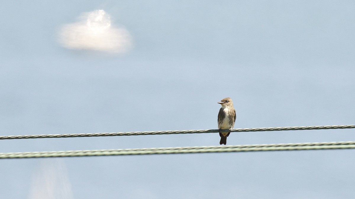 Olive-sided Flycatcher - ML34110941