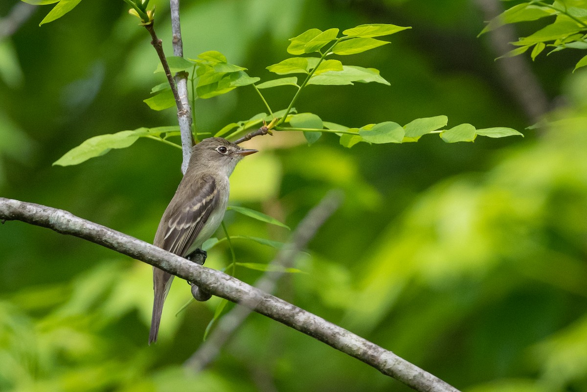 Alder Flycatcher - ML341109911