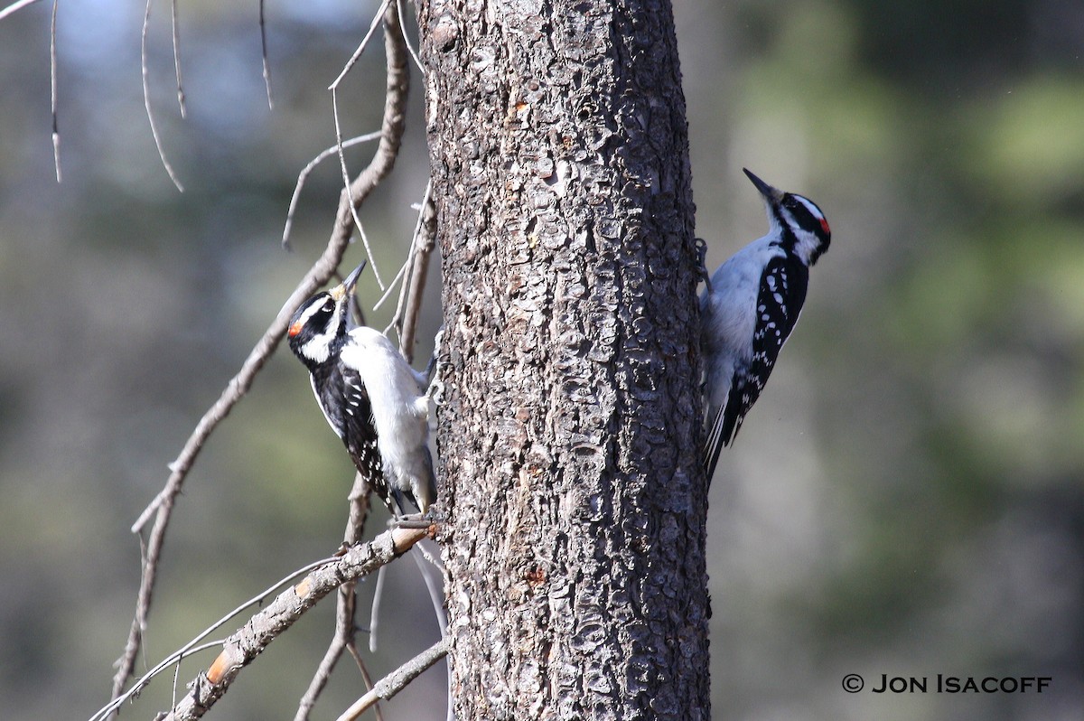 Hairy Woodpecker - ML34111091