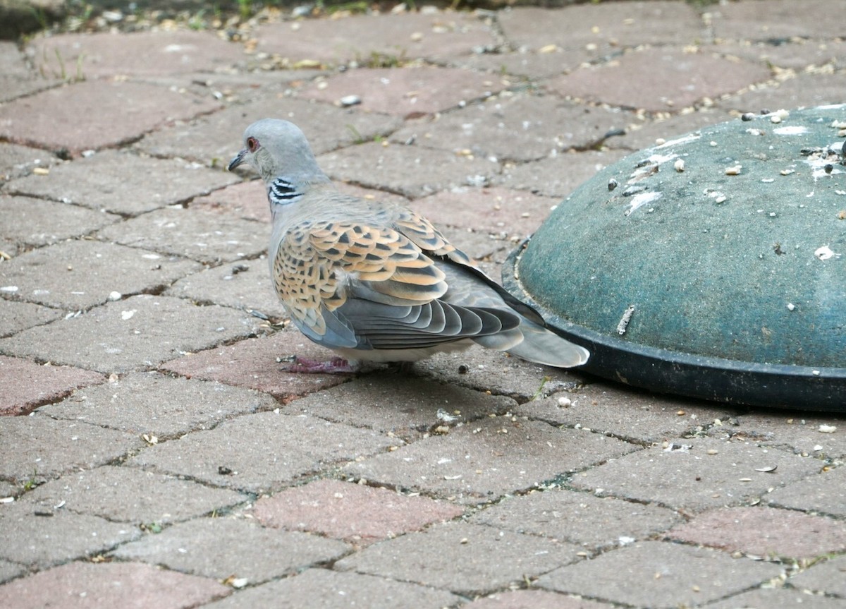 Өрнийн хүүрзгэнэ - ML341111041