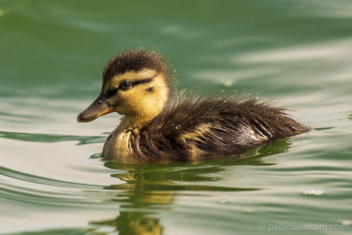 Тэжээмэл нугас - ML341111271