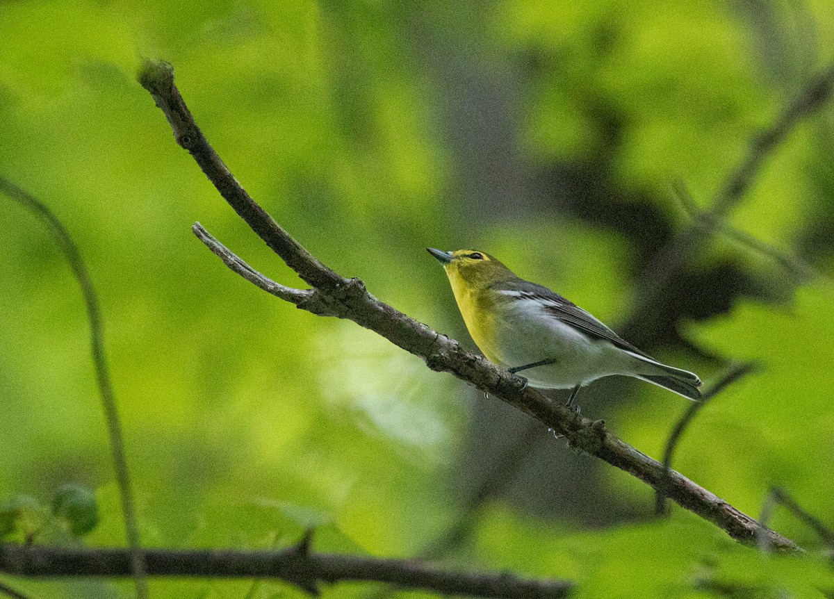 Vireo Gorjiamarillo - ML341111901