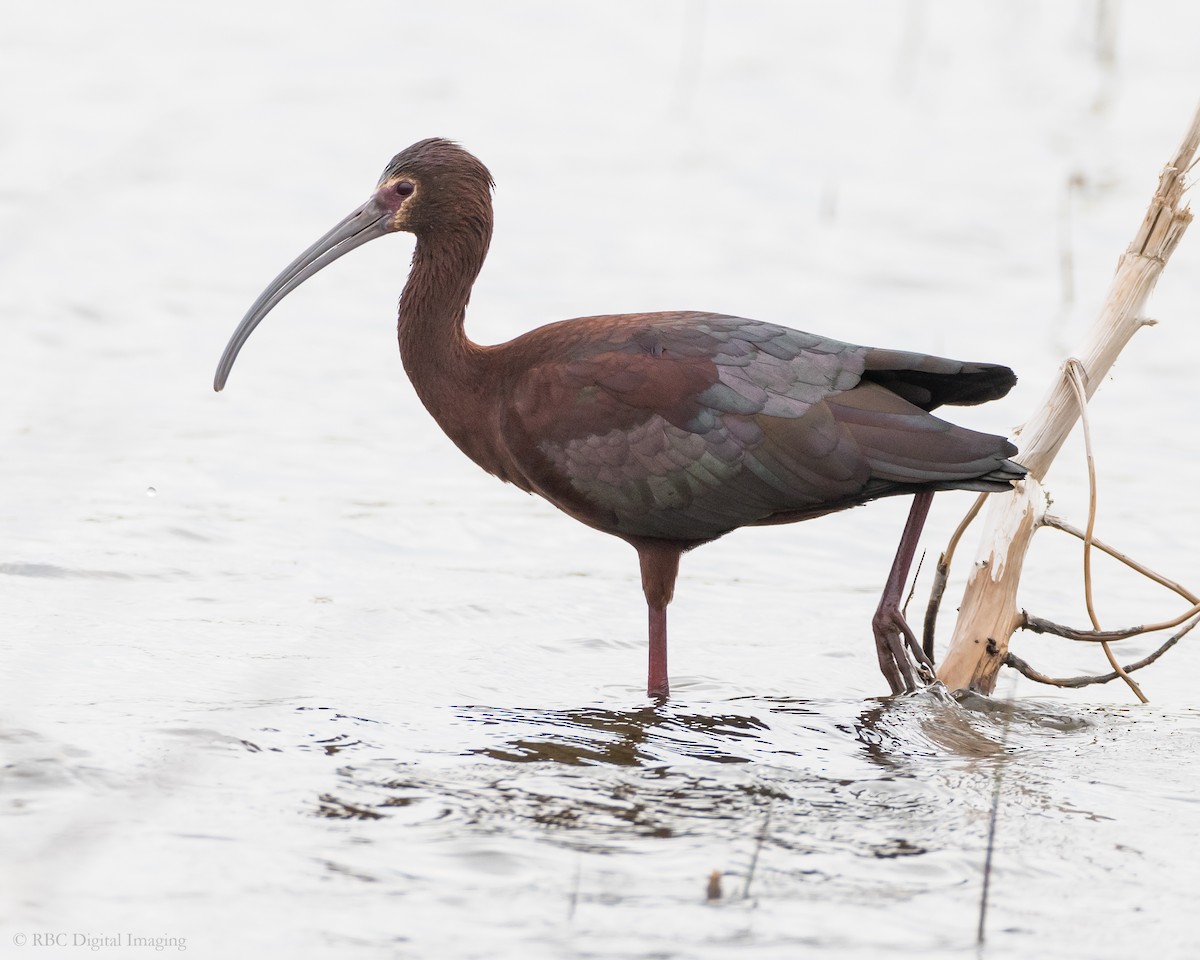 White-faced Ibis - ML341112091