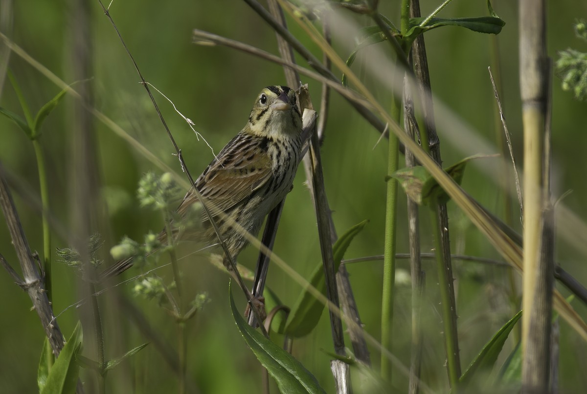 Henslow's Sparrow - ML341112751
