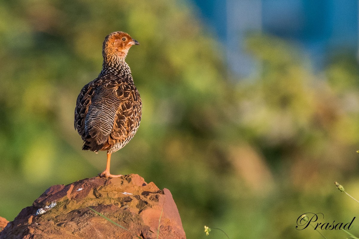 Painted Francolin - ML341114401