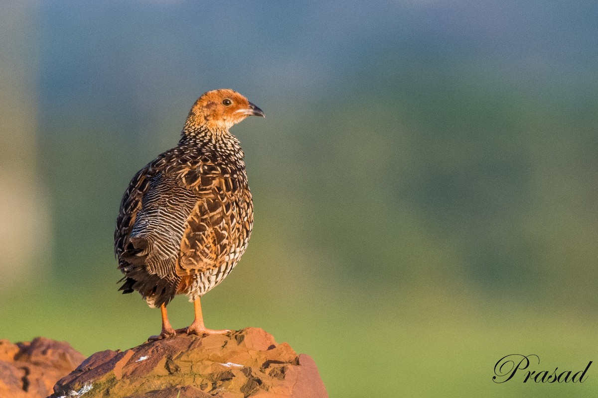 Painted Francolin - ML341114411