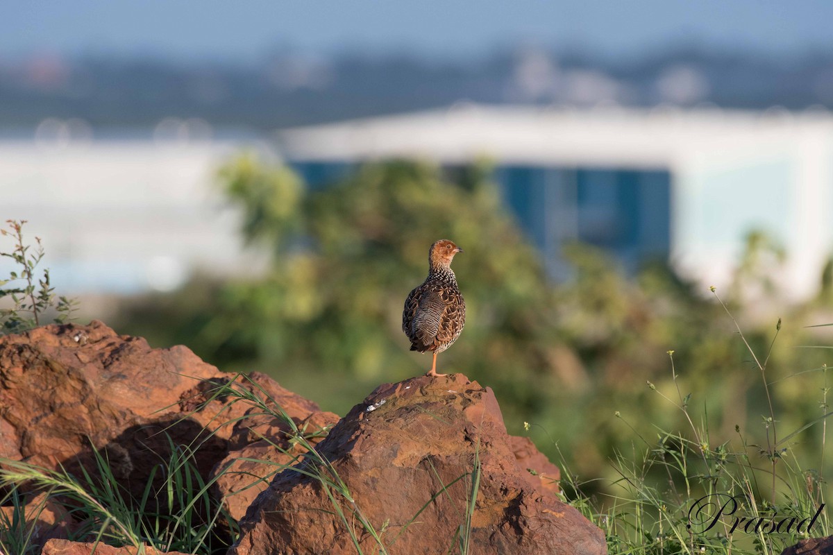 Painted Francolin - ML341114441