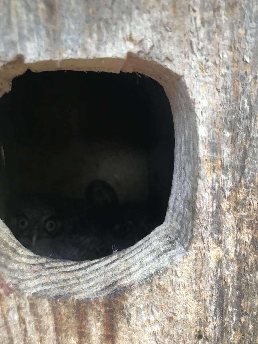 Eastern Screech-Owl - ML341115841