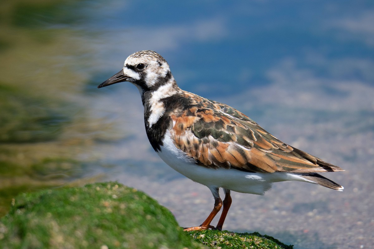 Ruddy Turnstone - Sandra Fernandes