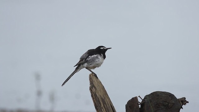 White-browed Wagtail - ML341117371