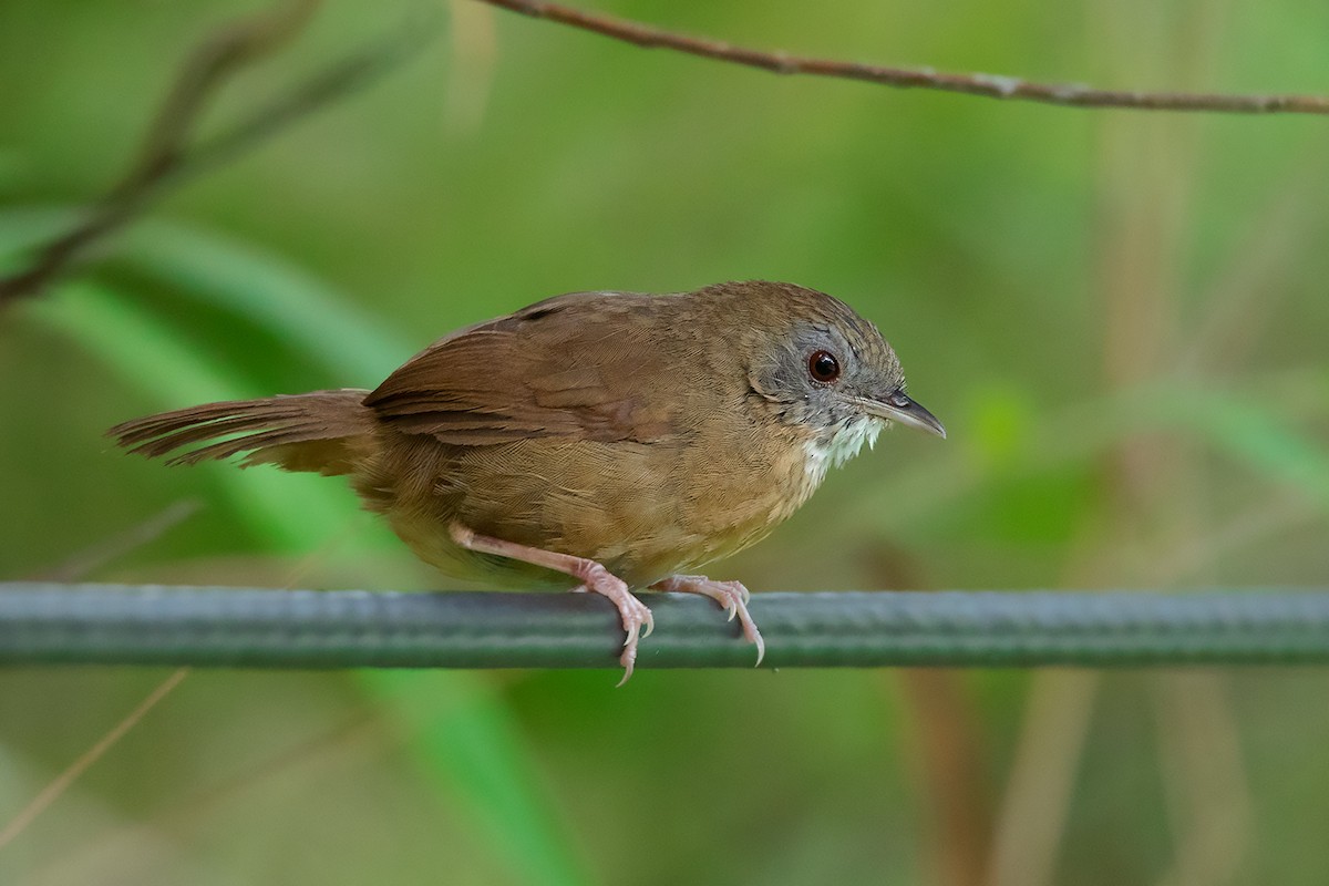 Spot-throated Babbler - ML341118251