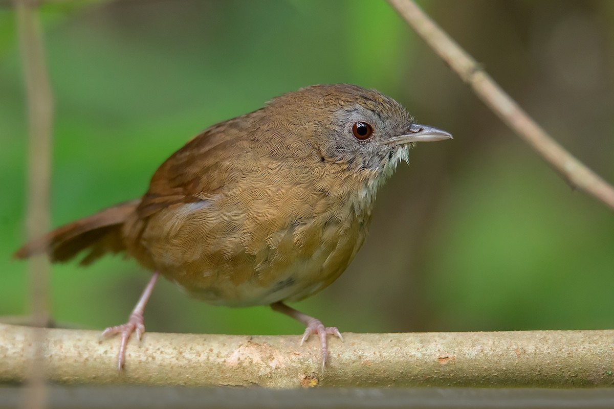 Spot-throated Babbler - ML341118261