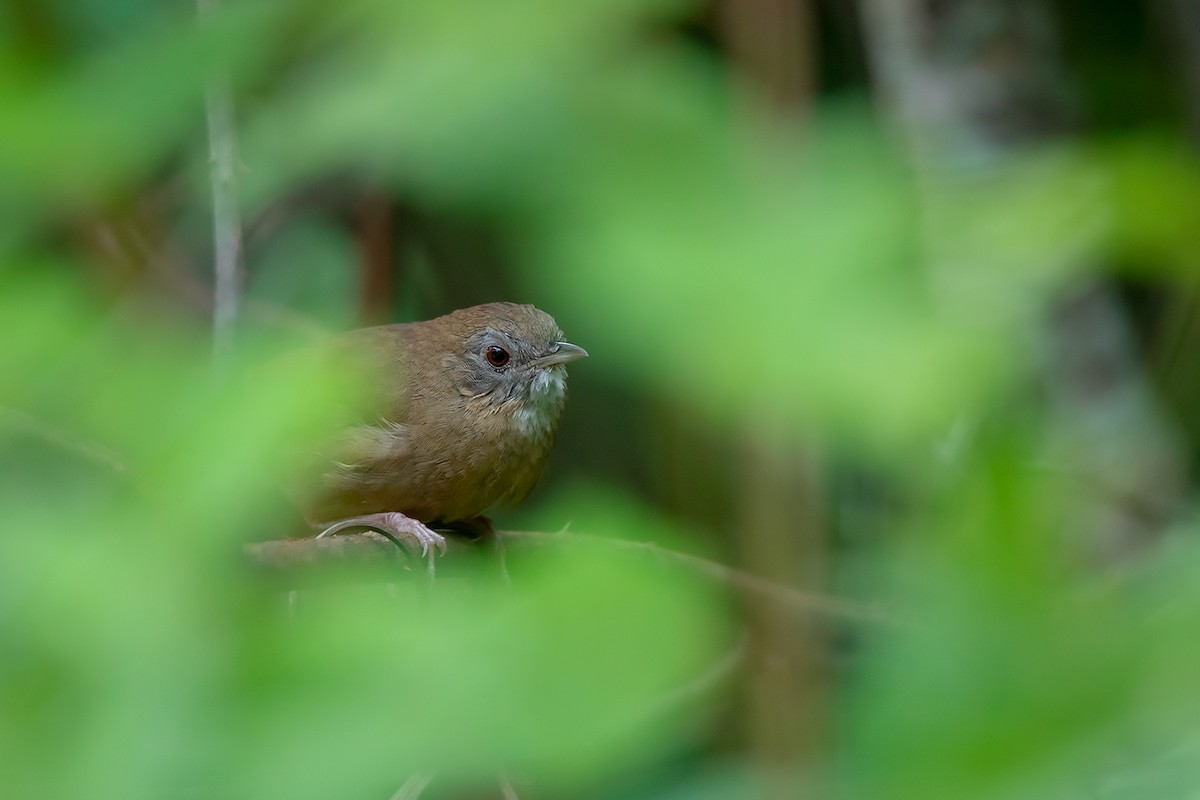 Spot-throated Babbler - ML341118371