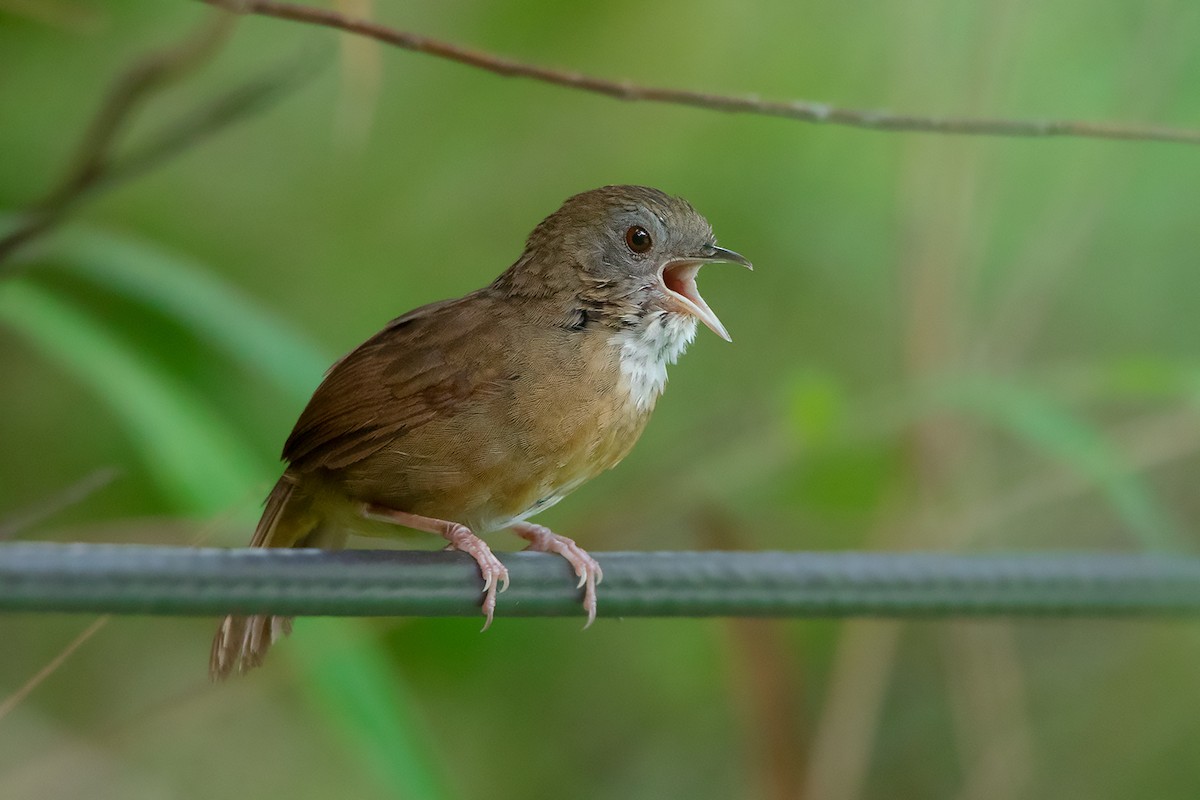 Spot-throated Babbler - ML341118381