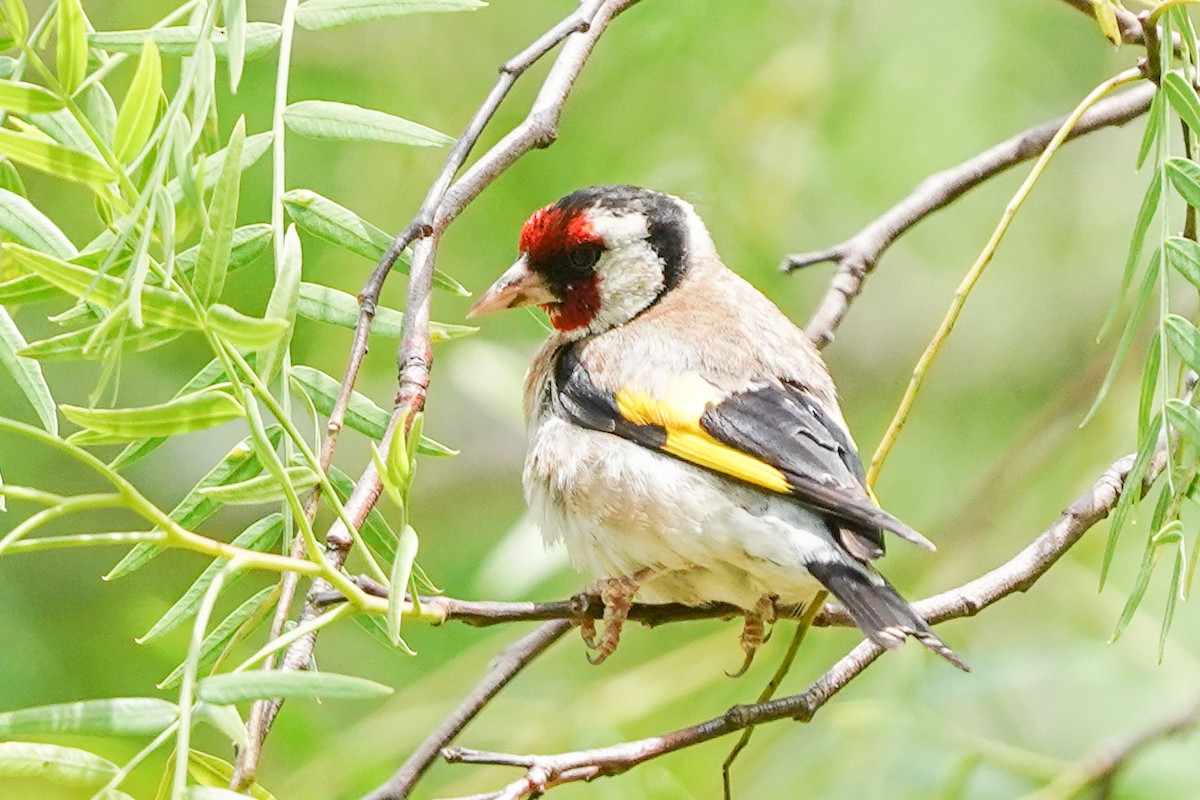 European Goldfinch - ML341120511