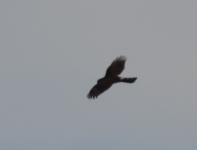 Sharp-shinned Hawk - ML34112281