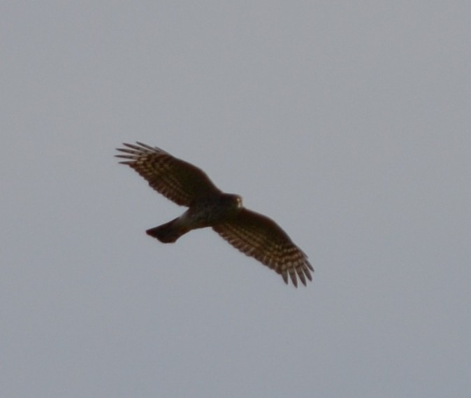 Sharp-shinned Hawk - ML34112311