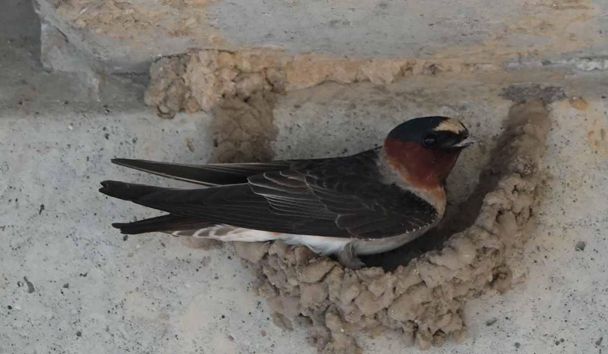 Cliff Swallow - ML341124061