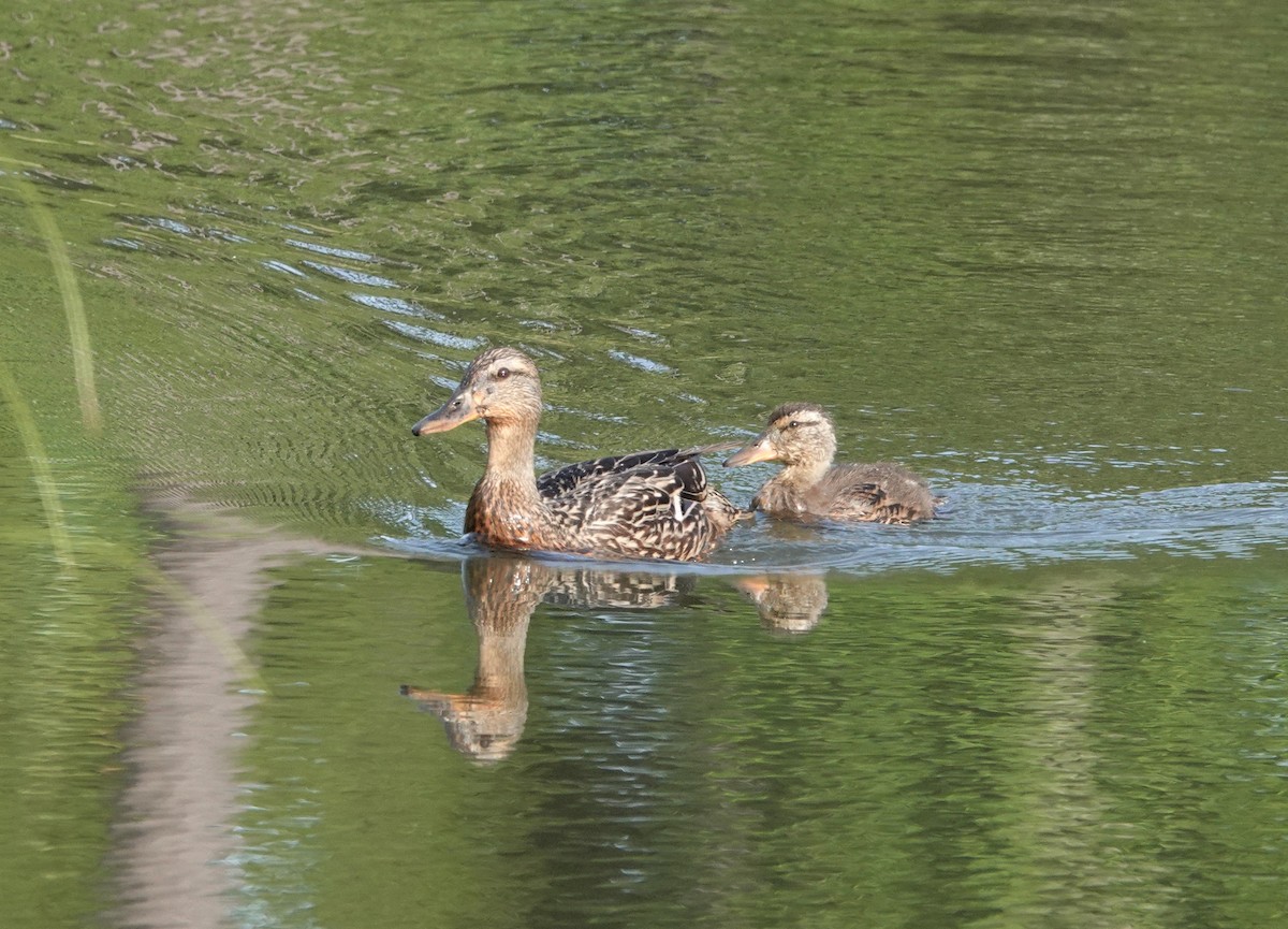 Mallard - ML341126541