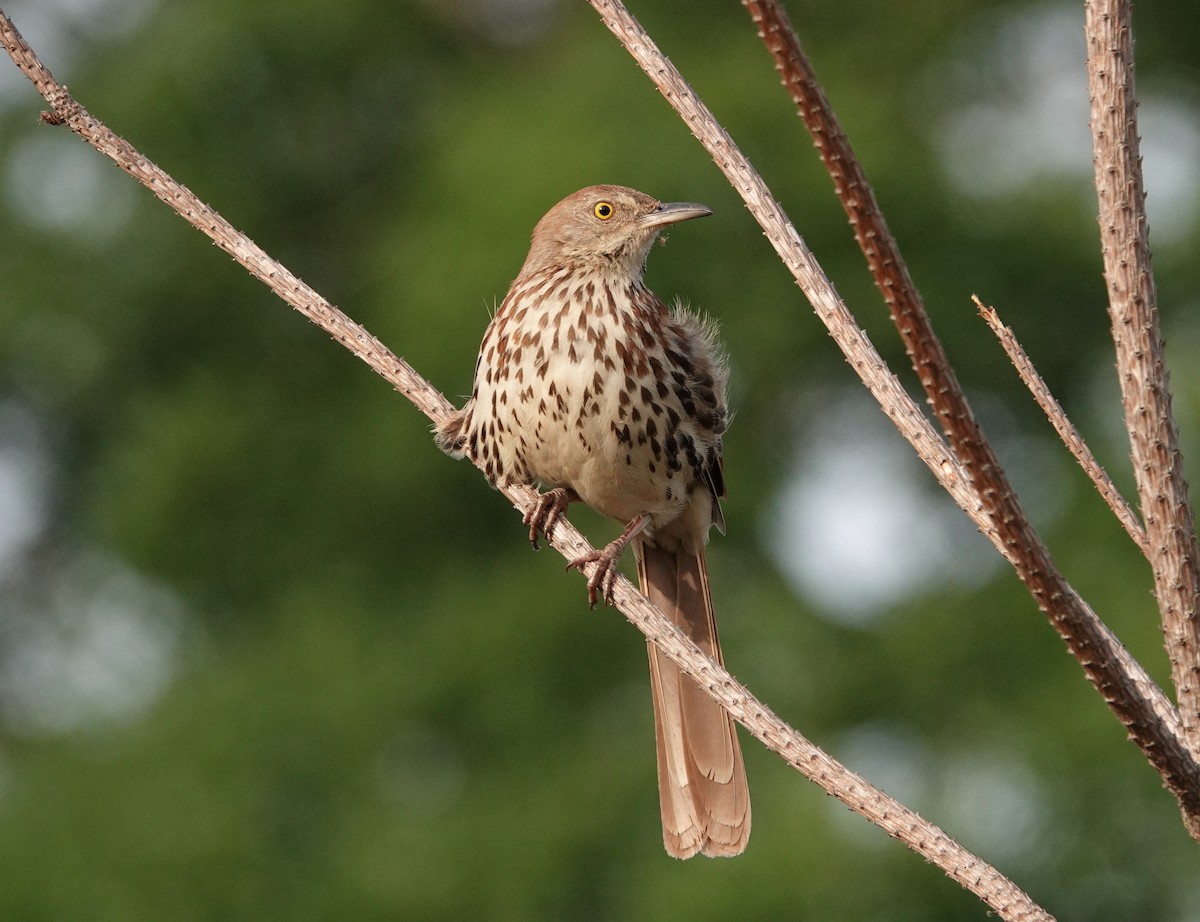 Brown Thrasher - ML341126651