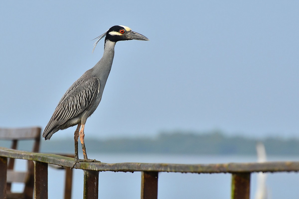 Yellow-crowned Night Heron - ML341126831