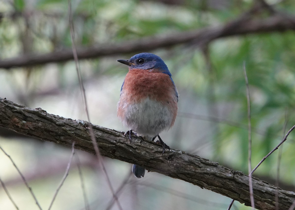 Eastern Bluebird - ML341126841