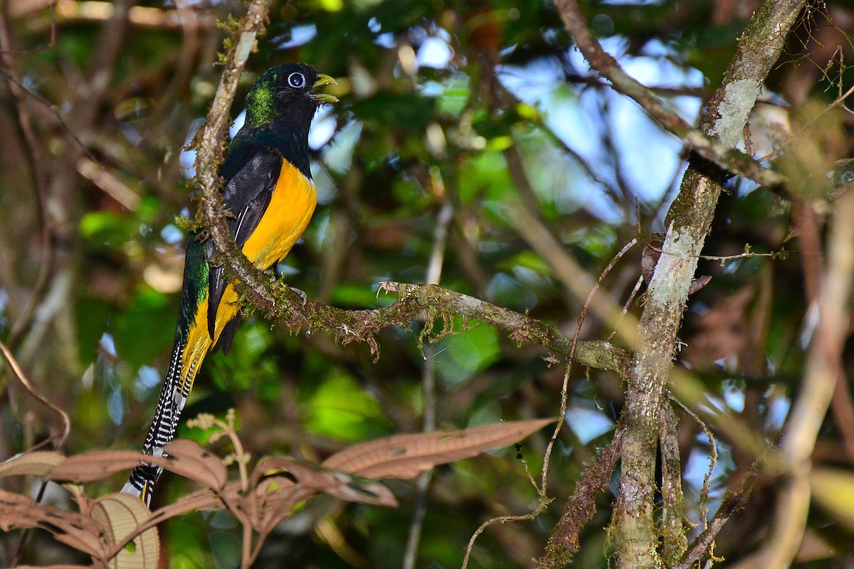 Green-backed Trogon - ML341126921