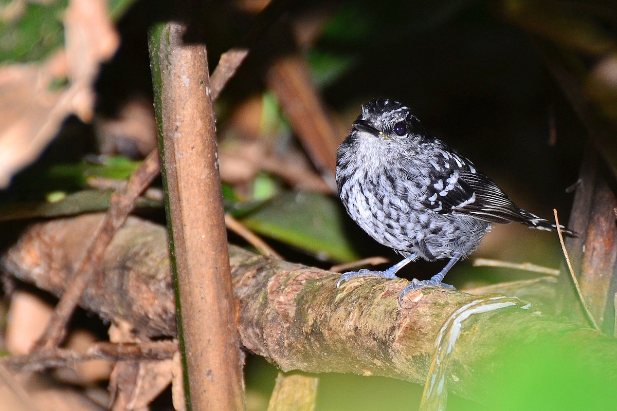 Scaled Antbird - ML341126971