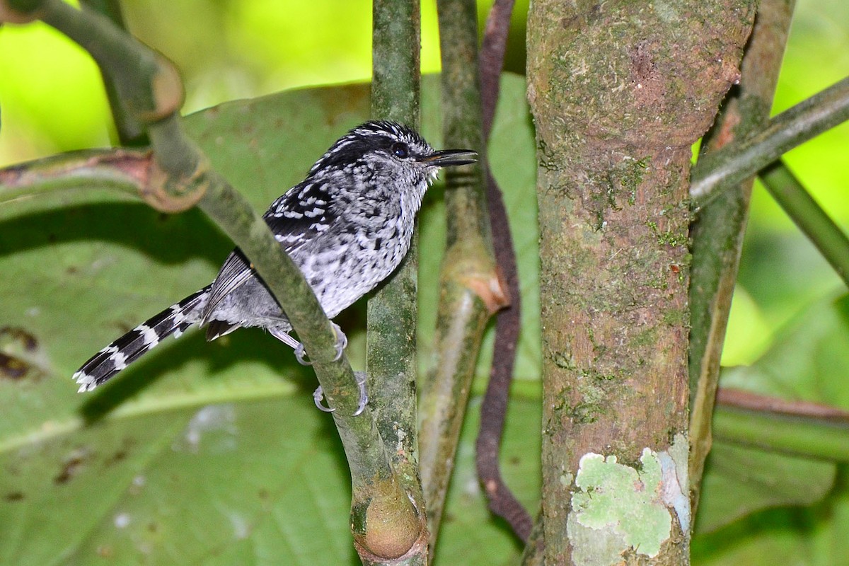 Scaled Antbird - ML341127031