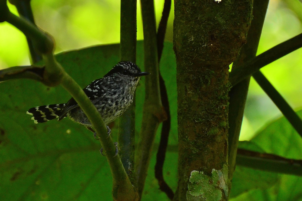 Scaled Antbird - ML341127151