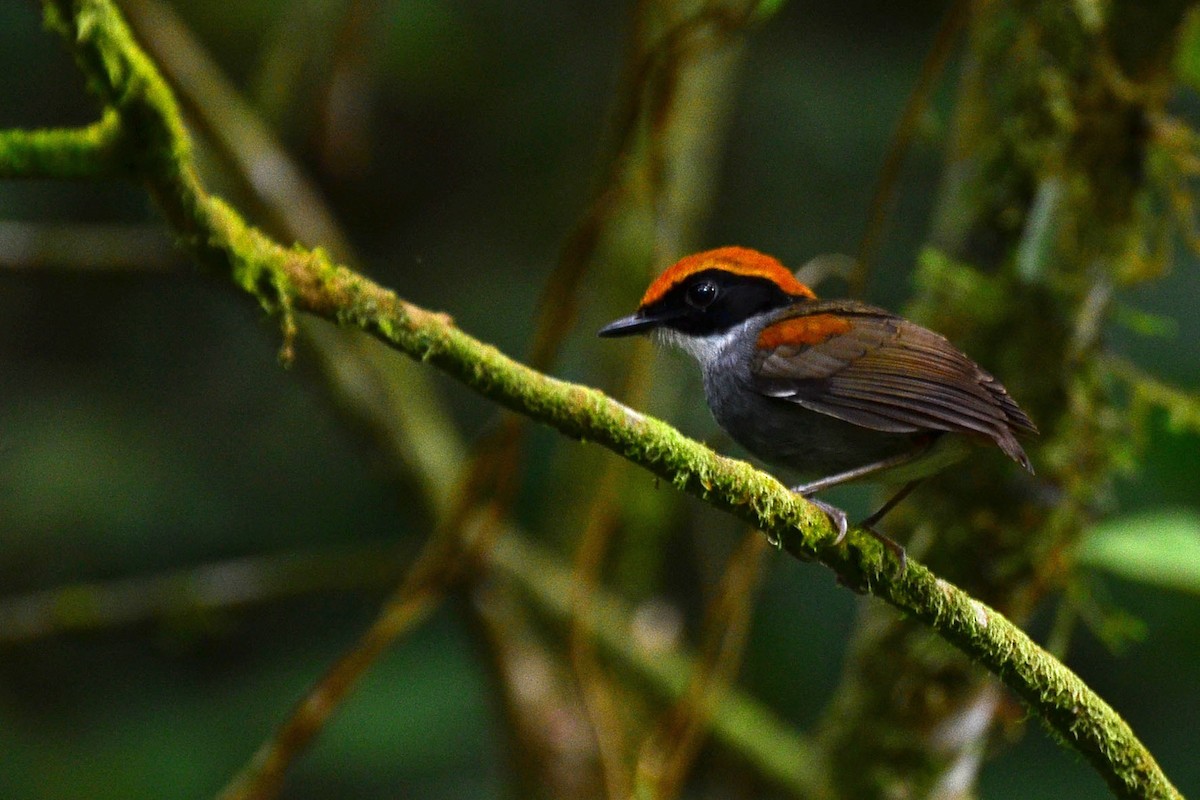 Black-cheeked Gnateater - ML341127191