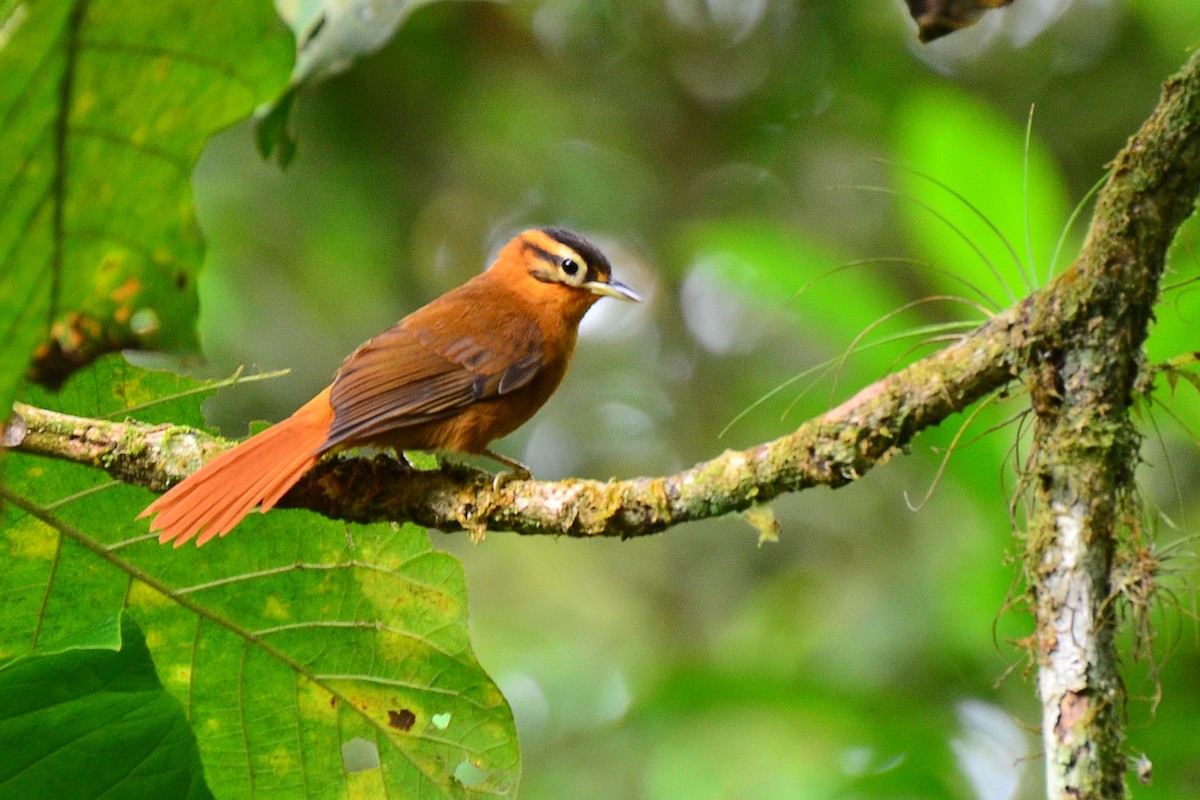 Black-capped Foliage-gleaner - ML341127281