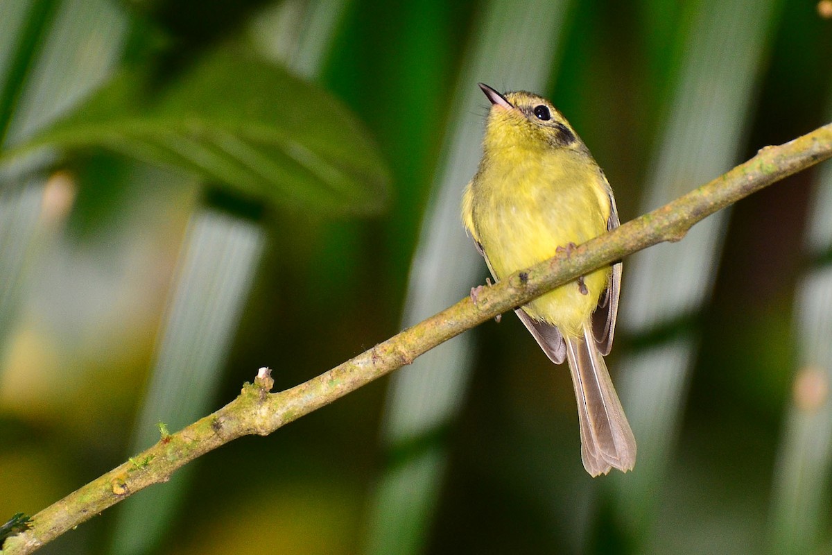 Tyranneau de Sao Paulo - ML341127481