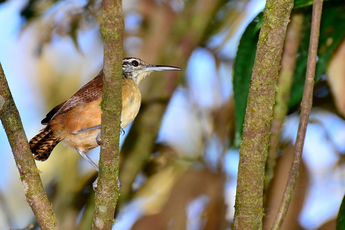 Long-billed Wren - ML341127541