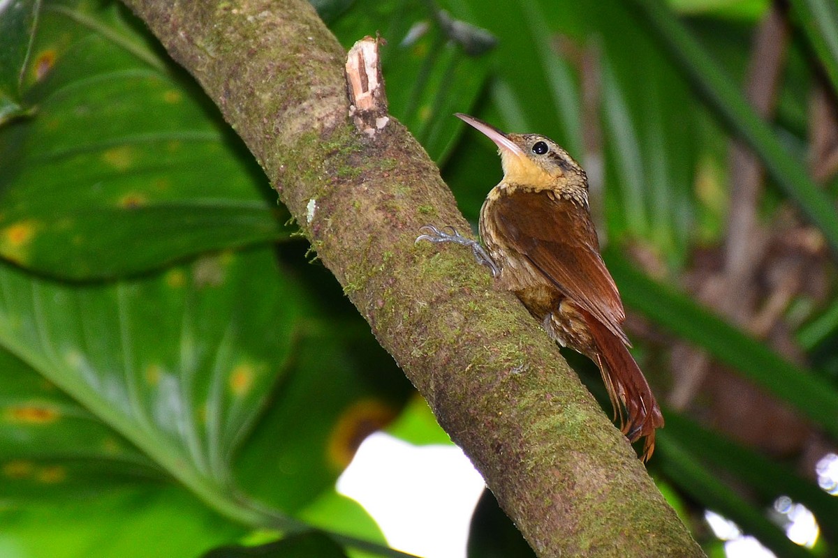 Lesser Woodcreeper - Ubaldo Bergamim Filho