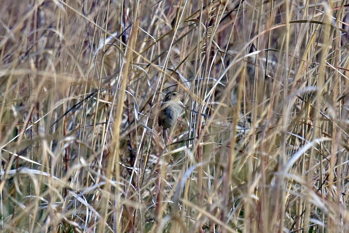 Henslow's Sparrow - ML341128621