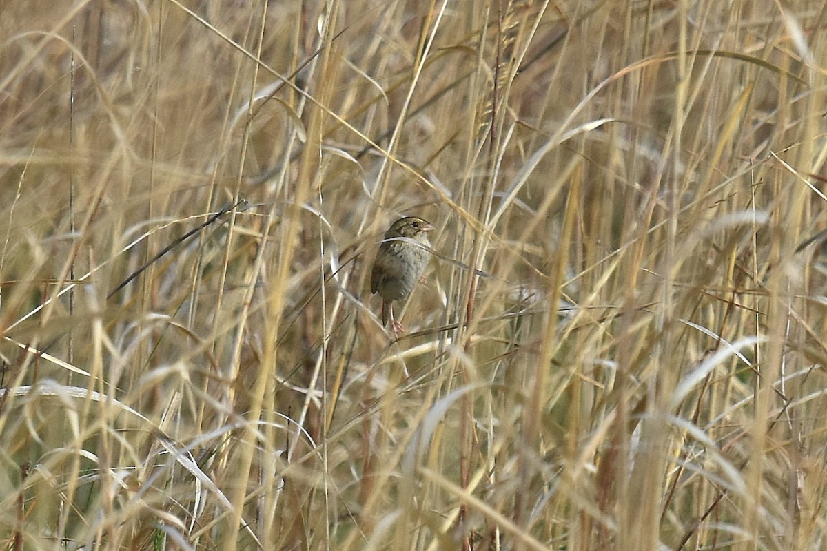 Henslow's Sparrow - ML341128651