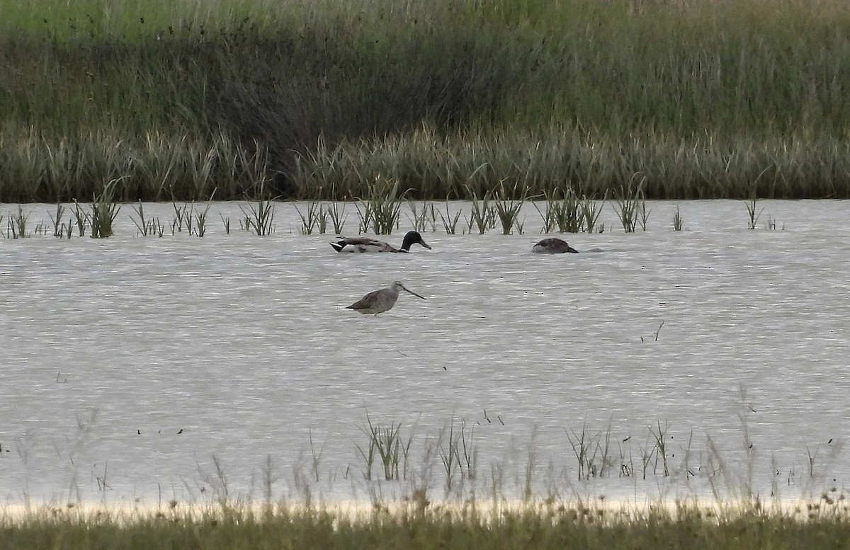 Bar-tailed Godwit - ML341128671