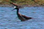 Greater Yellowlegs - ML341128961